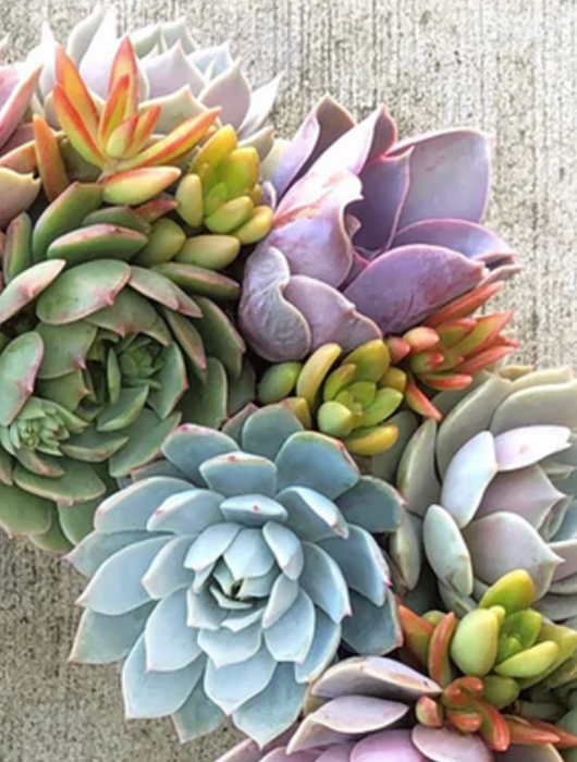 Rustic Succulent Wreaths