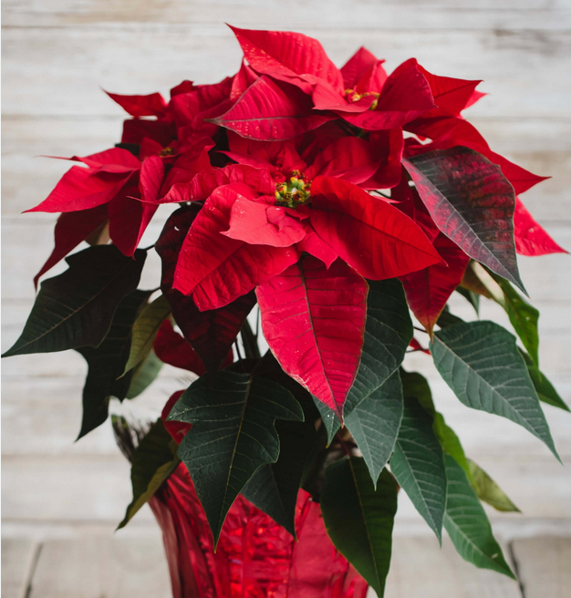 Poinsettia - SOLD OUT