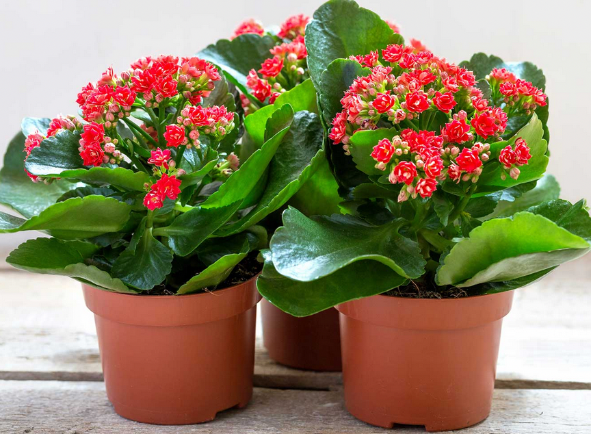 Blooming Kalanchoe