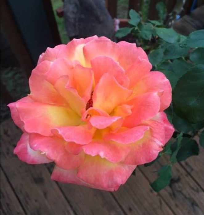 Potted Rose Bushes ~ The Barbara Jean, Mother's Day Special