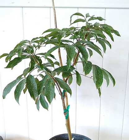 Rose Bushes Potted For Valentine's - Door Door Delivery Available