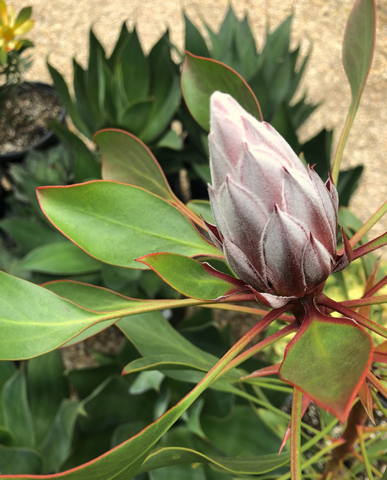 Kula Grown Protea