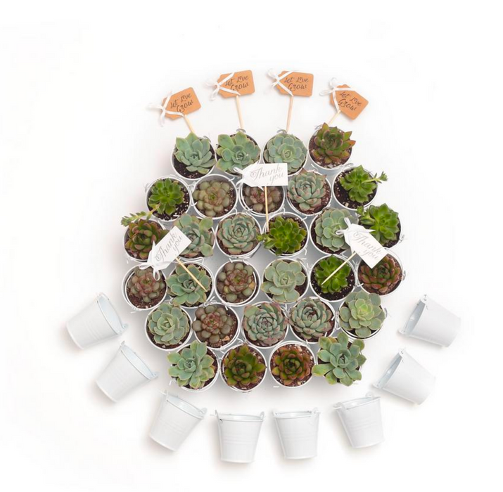 Wedding Event Rosette Succulents Plant with White Metal Pails and Let Love Grow Tags