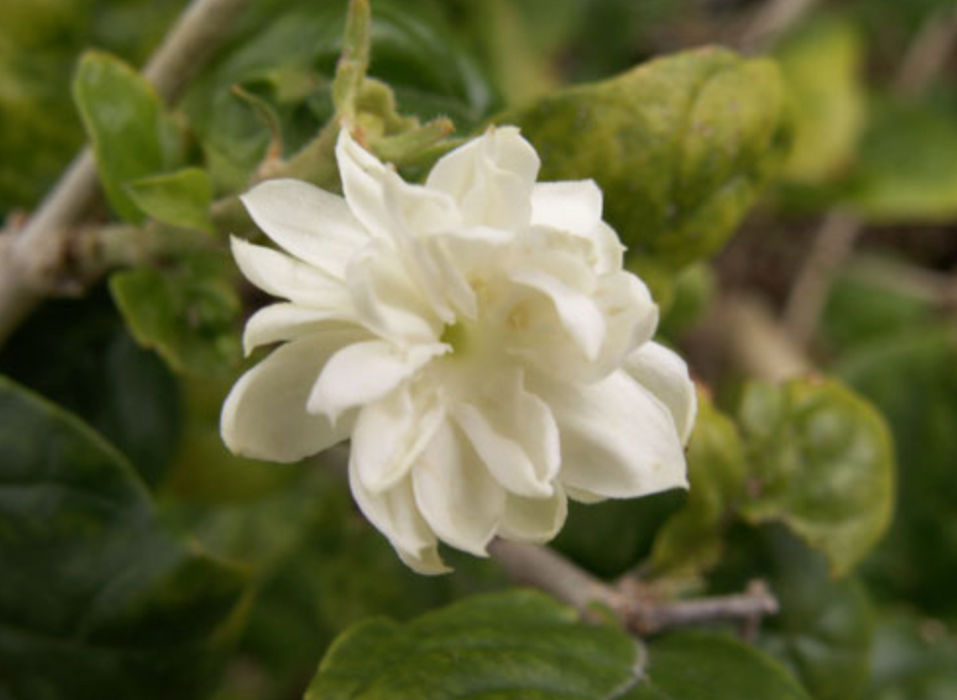 Pikake ~ "Hawaiian Jasmine"