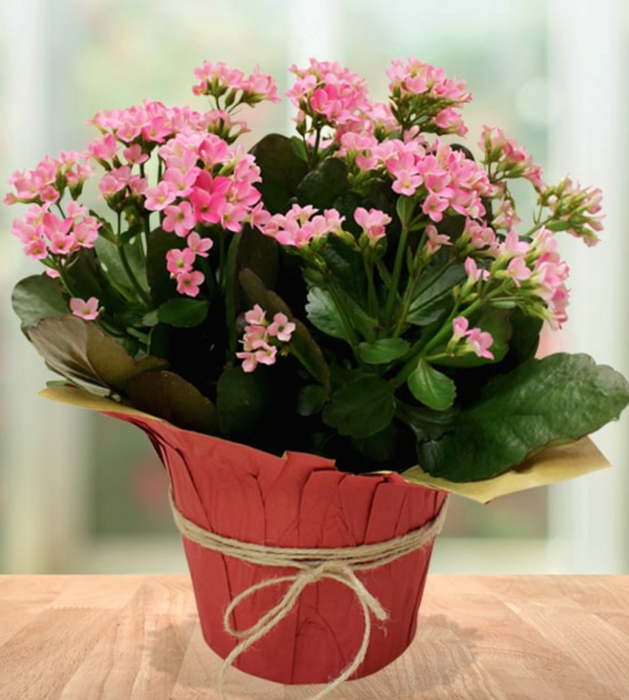 Blooming Kalanchoe