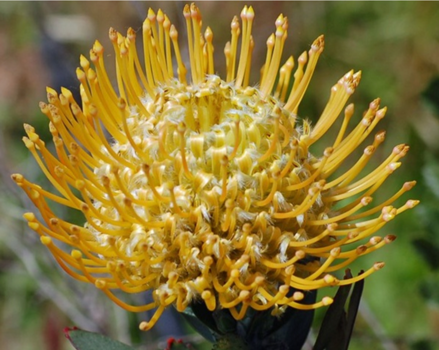 Kula Grown Protea