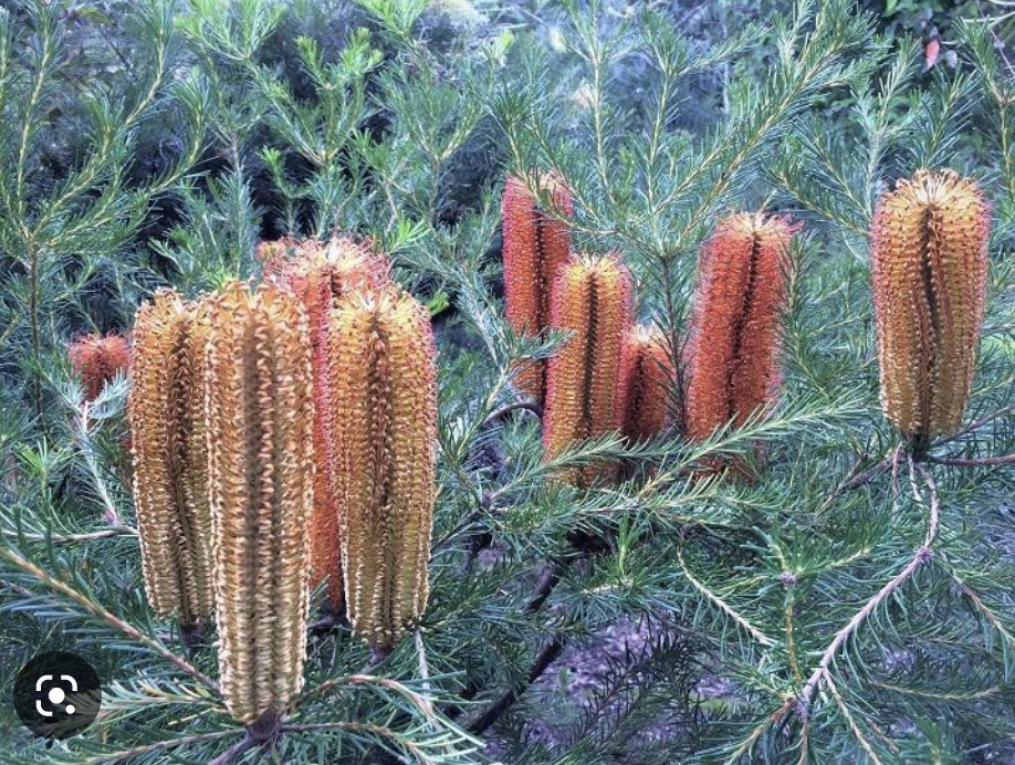 Kula Grown Protea