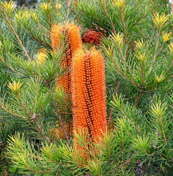 Kula Grown Protea