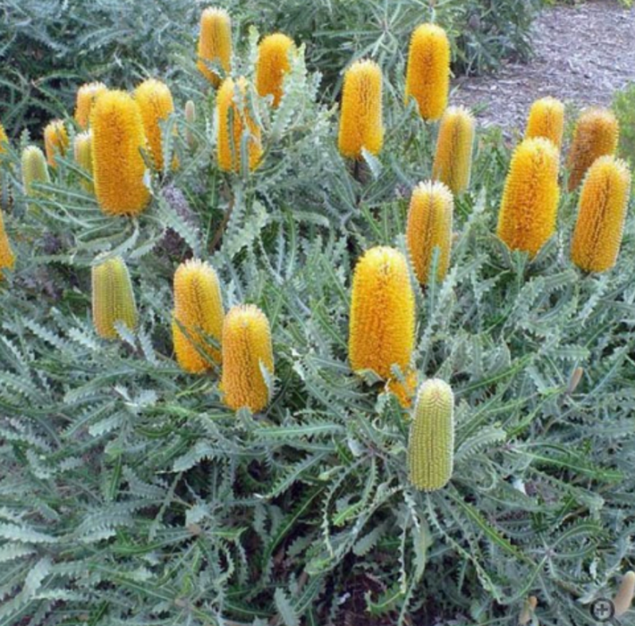 Kula Grown Protea