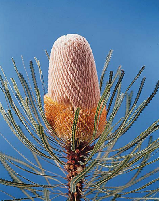 Kula Grown Protea