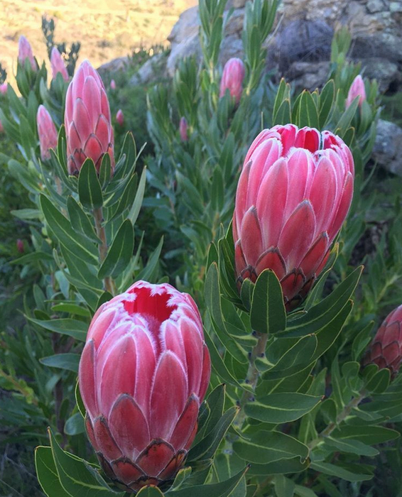 Kula Grown Protea