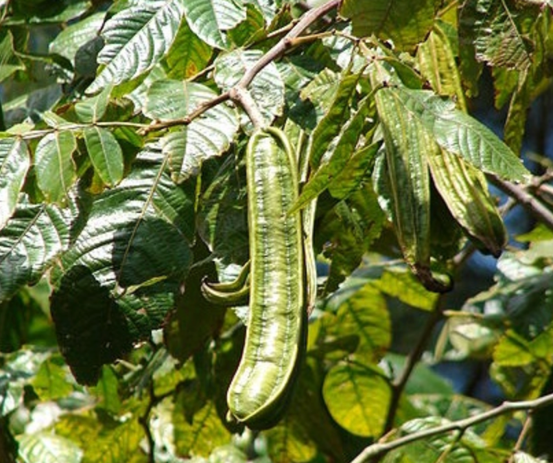 Ice Cream Bean Trees: Nature’s Cotton Candy