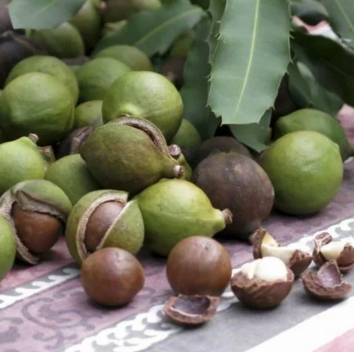 Macadamia Nut