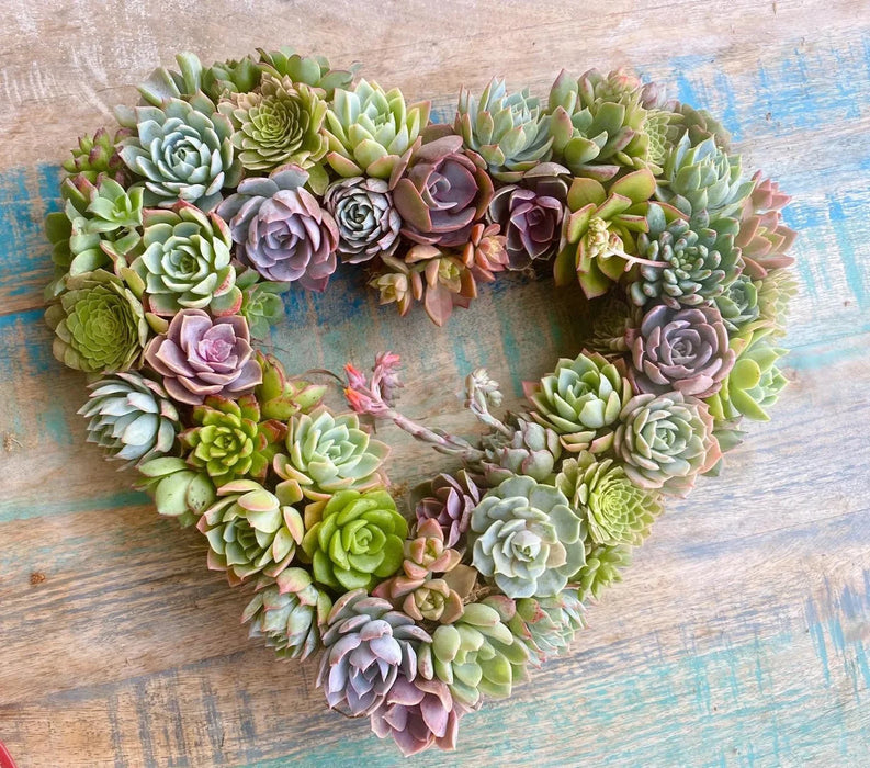 Succulent Wreaths, Cross, Heart, Round for everyday Home Decor