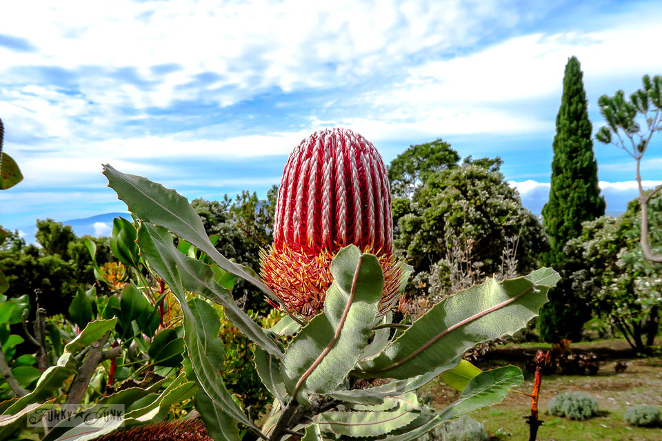 Maui Protea Flower Plants